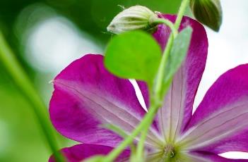 铁线莲的繁殖方法（铁线莲的繁殖方法图解）