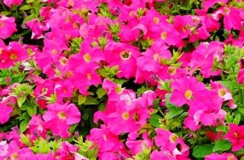 矮牵牛的生长习性