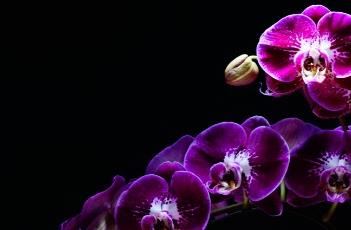 蝴蝶兰花谢后的养护方法