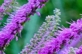 华北香薷 华北香薷