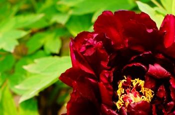 牡丹花花语 牡丹花花语象征与寓意