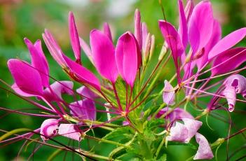 醉蝶花花语 蝶舞花语