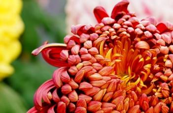 菊花的花期 菊花的花期