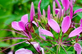 醉蝶花的栽培技术