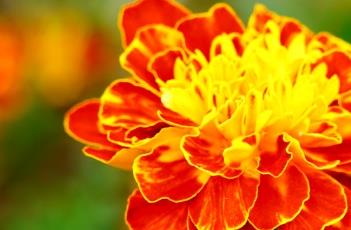 孔雀草的繁殖方法