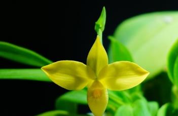 暗红美洲兜兰黄花