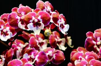 蝴蝶兰养殖注意事项