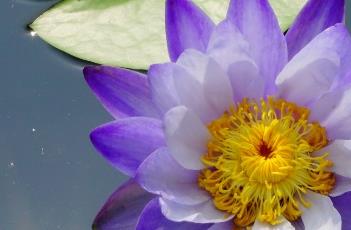 盆栽睡莲的养殖方法