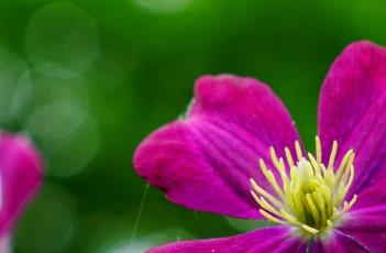 铁线莲的繁殖方法