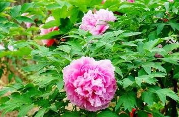 牡丹花的栽培技术