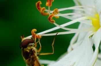 独尾草