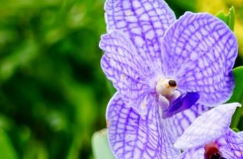 万代兰（万代兰花图片）