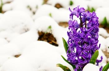 风信子的养殖方法