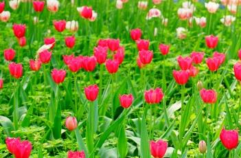 盆栽郁金香的养殖方法 盆栽郁金香的养殖方法视频