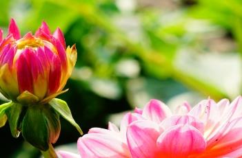 小丽花的栽培方法