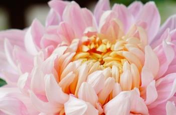 菊花的生长特性 菊花的生长特性