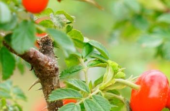 玫瑰的寓意与象征意义 玫瑰是寓意