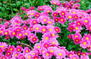 地被菊冬天怎么管理 地栽菊花冬天怎么过冬保护