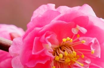 送春梅（梅花丰后和送春有何不同）