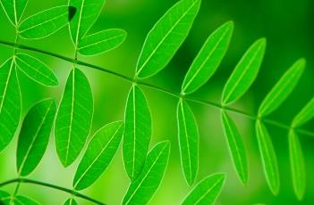 象脚木（象脚木大颗价格）