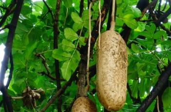 吊灯树 吊灯树的果实可以吃吗