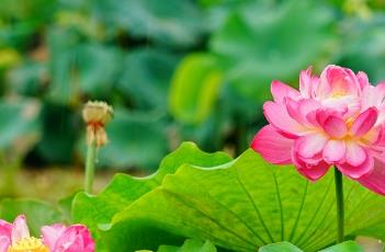 莲子的种植方法