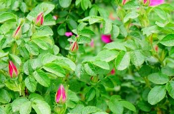 玫瑰不开花的原因