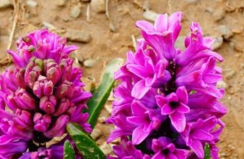 盆栽风信子的养殖方法 盆栽风信子的养殖方法