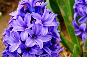 盆栽风信子的养殖方法 盆栽风信子的养殖方法