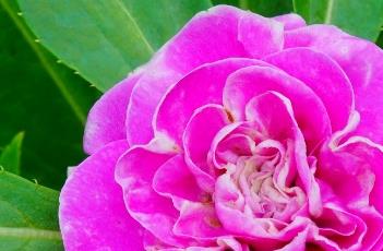 凤仙花的养殖方法 凤仙花的养殖方法水培