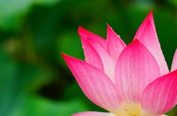 莲子的种植方法