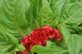 鸡冠花怎么浇水