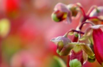 如何让宫灯长寿花四季开花