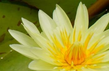 盆栽睡莲的养殖方法