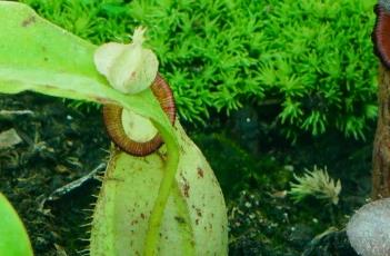 虎克猪笼草 虎克猪笼草