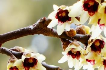 蜡梅的栽培技术（蜡梅的栽培技术视频）