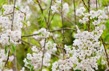 垂枝樱 垂枝樱花期
