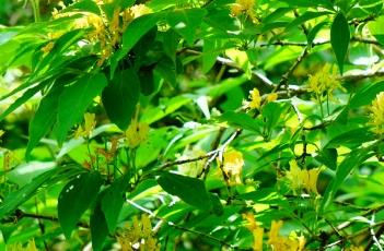 金花忍冬