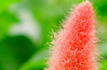 猫尾红的繁殖方法（猫尾红怎么繁殖）