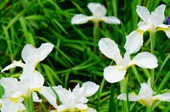 鸢尾花种子繁殖 鸢尾花种子繁殖