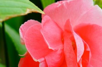 凤仙花的养殖方法（凤仙花的养殖方法和注意事项）