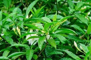 狗牙花