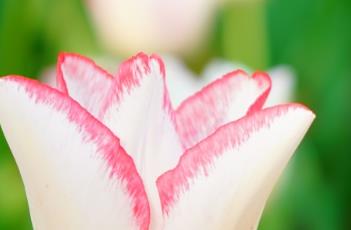 郁金香的繁殖方法 郁金香的繁殖方法