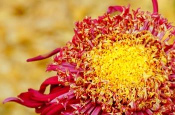 菊花的花期 菊花的花期是什么时候