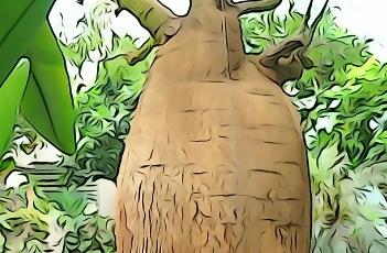 昆士兰瓶树