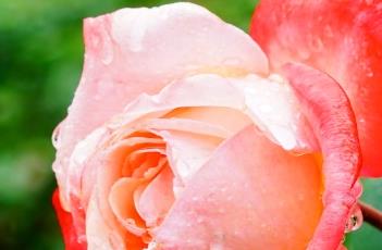 月季花如何修剪