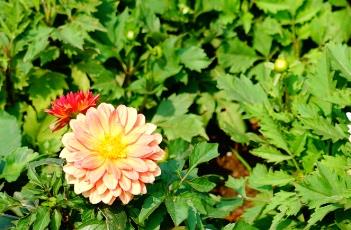 小丽花的繁殖方法 小丽花的繁殖方法