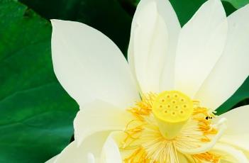 凤凰振羽 凤凰振羽菊花图片