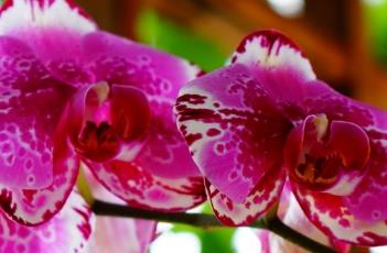 蝴蝶兰花语（蝴蝶兰花语和寓意是什么）