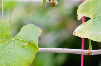 锦屏藤的常见问题